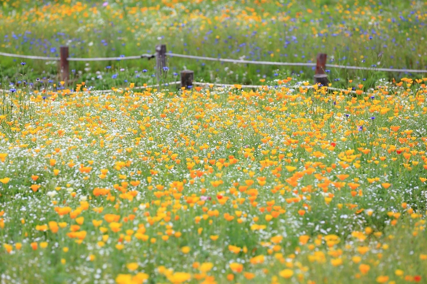 สวนอินชอน แกรนด์ ปาร์ค